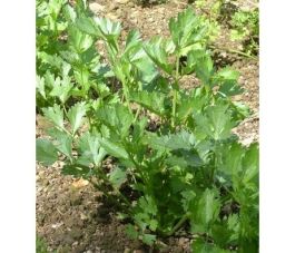 Céleri à couper - A Jets Fins de Huy - BIO