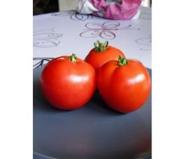 Tomate - Merveille des Serres- BIO