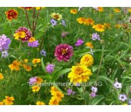 Balkon fleuri (mélange) - BIODYNAMIQUE