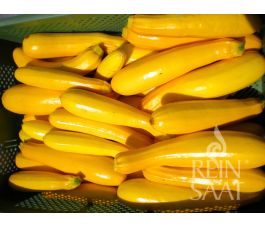 Courgette - Gold Rush - BIODYNAMIQUE