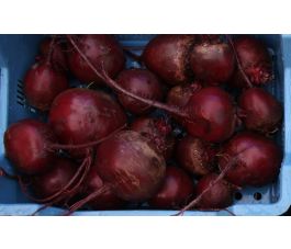 Betterave rouge - Rode kogel - BIO
