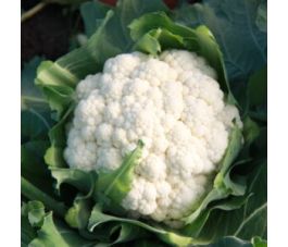 Chou-fleur - Mechelse vroege - BIO