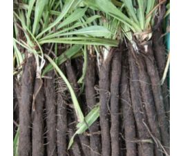 Scorsonère, Nestor, Vitale Rassen