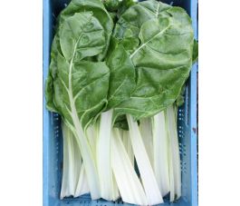 Côtes de bette, Donkergroene Witribbige,Vit.Rassen