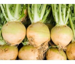 Navet - Wilhelmsburger - BIODYNAMIQUE - 50% remise - germination réduite