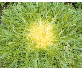 Endive - Très Fine Maraîchère - BIODYNAMIQUE