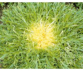 Endive - Très Fine Maraîchère - BIODYNAMIQUE - 50% de remise - germination réduite