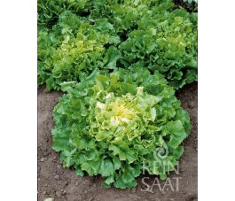 Endive - Nuance - BIO