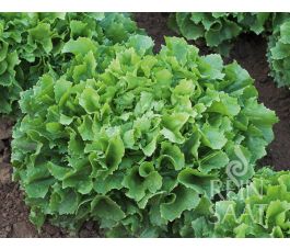 Endive - Bubikopf 2 - BIODYNAMIQUE
