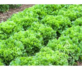 Endive - Géante Maraîchère - BIODYNAMIQUE