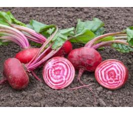 Betterave rouge - Tondo di Chioggia - BIODYNAMIQUE