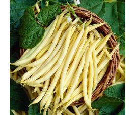 Haricot nain, Dior, De Bolster