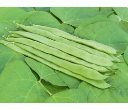 Haricot à couper - Helda - BIODYNAMIQUE