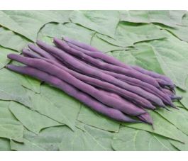 Haricot à rames - Brunhilde - BIODYNAMIQUE