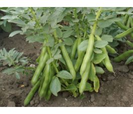 Tuinboon - Witkiem (Frühe weisskeimige) - BIODYNAMISCH