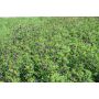 Luzerne - Medicago sativa - Eugenia - 10kg - BIO