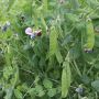 Pois mangetout - à rames - Grijze Roodbloeiende - BIO
