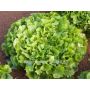 Chicorée scarole - Diva - BIODYNAMIQUE