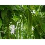 Haricot d' Espagne - Emergo - BIO