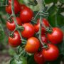 Tomate cerise - Zuckertraube - BIO