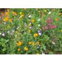 Mélange de fleurs d'été - BIO - 50% remise - germination réduite
