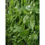 Pois mangetout - à rames - Hendriks - BIO