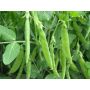Pois nain mangetout - Norli - BIO