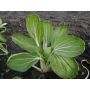 Chou de chine Pak Choi - Taisai - BIO