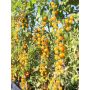 Tomate - Gelbe Johannisbeere - BIO
