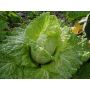 Chou de Milan - Bloemendaalse Gele - BIO