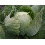 Chou blanc - Langendijk Bewaar - BIO