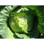 Chou blanc - Roem van Enkhuizen 2 - BIO - 50% de remise pour cause de germination réduite