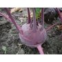 Chou-rave - Delikatesse blauwe - BIO