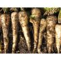 Panais - Tender and True - BIO