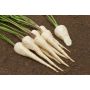 Panais - Halblange Weisse - BIODYNAMIQUE - 50% de remise pour cause de germination réduite