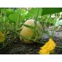 Potiron - Gele centenaar - BIO