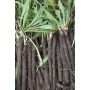 Scorsonère - Nestor - BIO - 50% remise - germination réduite
