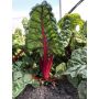 Côtes de bettes - Rhubarb Chard - BIO