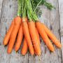 Carotte - Sélection Berlicum SAT 505 - BIO