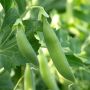 Pois mangetout - Sugar snap Nairobi - BIO