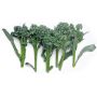 Broccolini – Brocoli asperge – Piracicaba - BIO