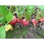 Radis - Cherry Belle - BIO