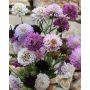 Scabiosa atropurpurea – Scabieuse pourpre - BIODYNAMIQUE