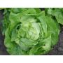 Laitue pommée - Suzan - BIO