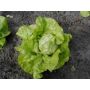 Laitue pommée - Twellose Gele - BIO