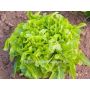 Laitue à couper (Salade feuille de chêne) - Till - BIODYNAMISCH
