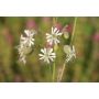 Silene vulgaris – Silène enflé - BIO