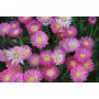 Immortelle d'Australie – Helipterum roseum - mélange rose-blanc - BIO
