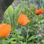Papaver cambricum fleur orange vivace biologique 1