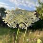 Daucus carota fleurs blanches ombelles